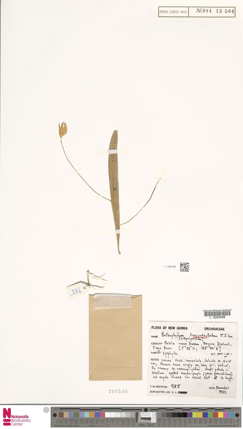 Bulbophyllum longipedicellatum
