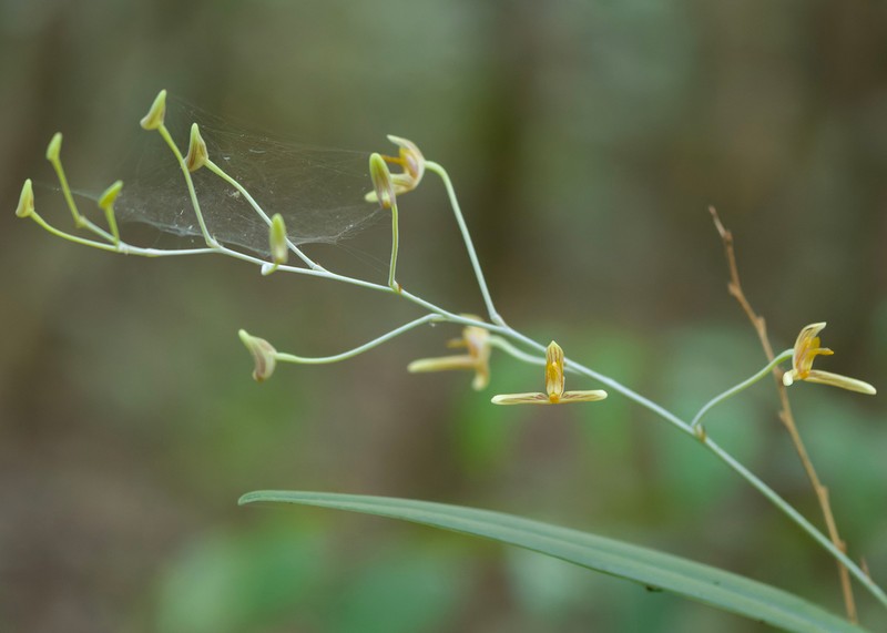 Bulbophyllum longipes