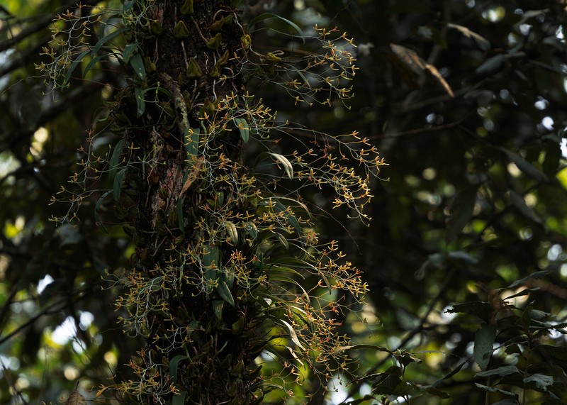 Bulbophyllum longipes photo 2
