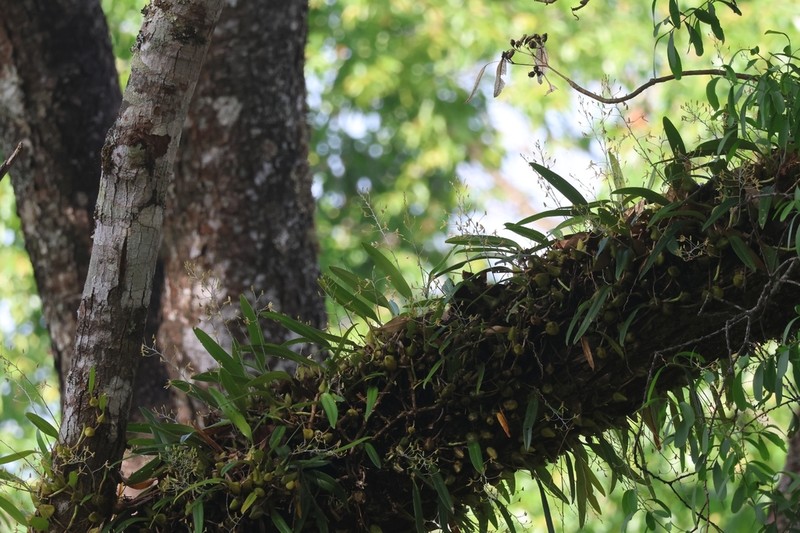 Bulbophyllum longipes photo 3