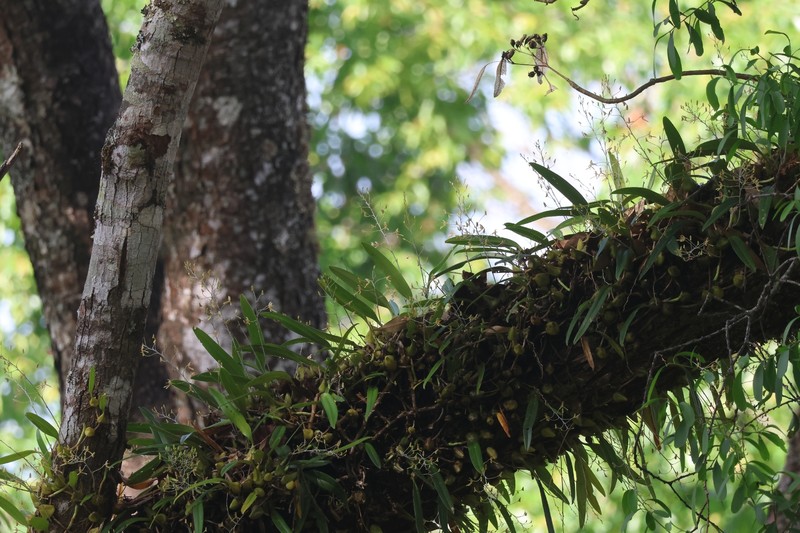 Bulbophyllum longipes photo 4
