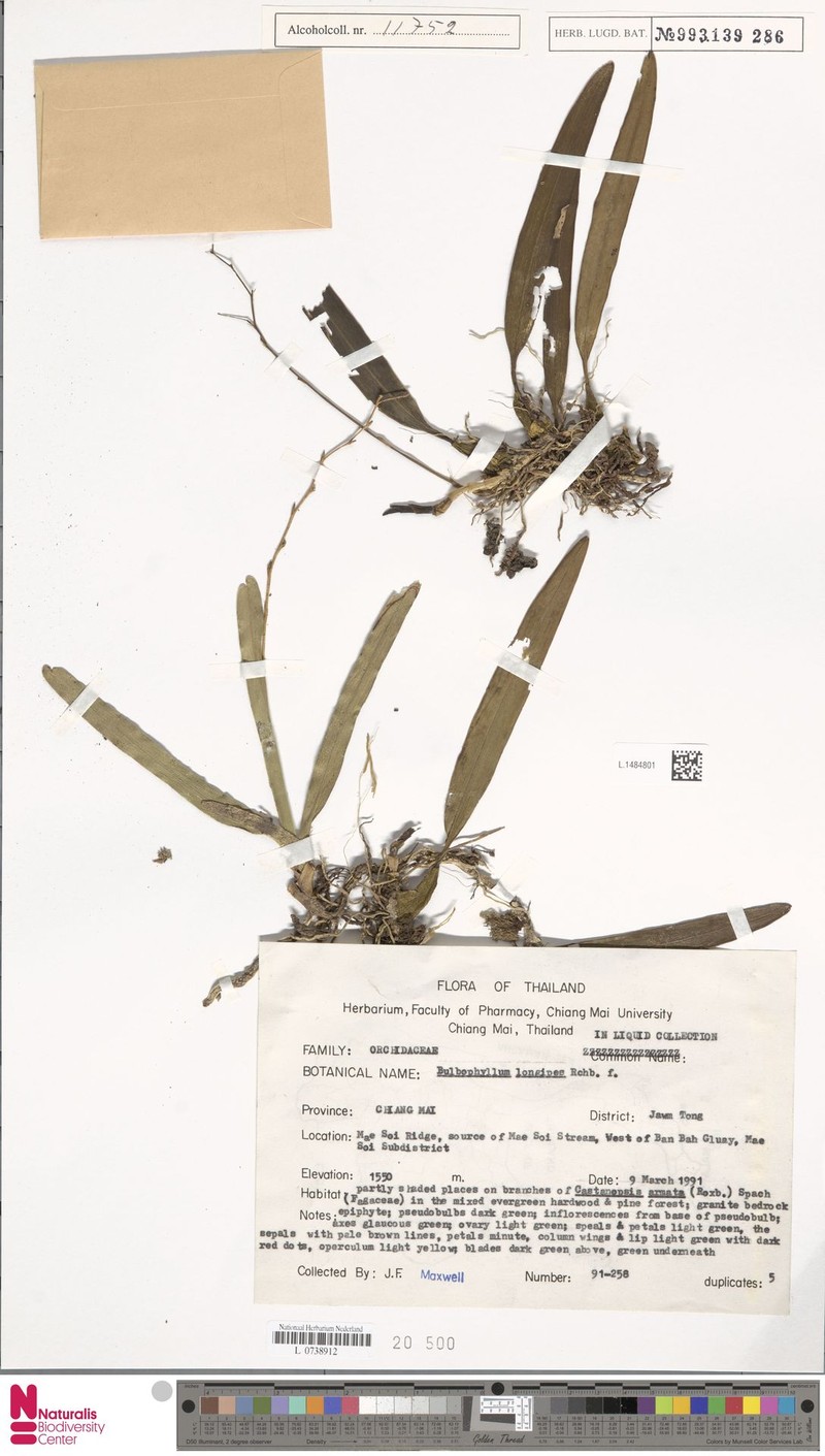 Bulbophyllum longipes photo 6
