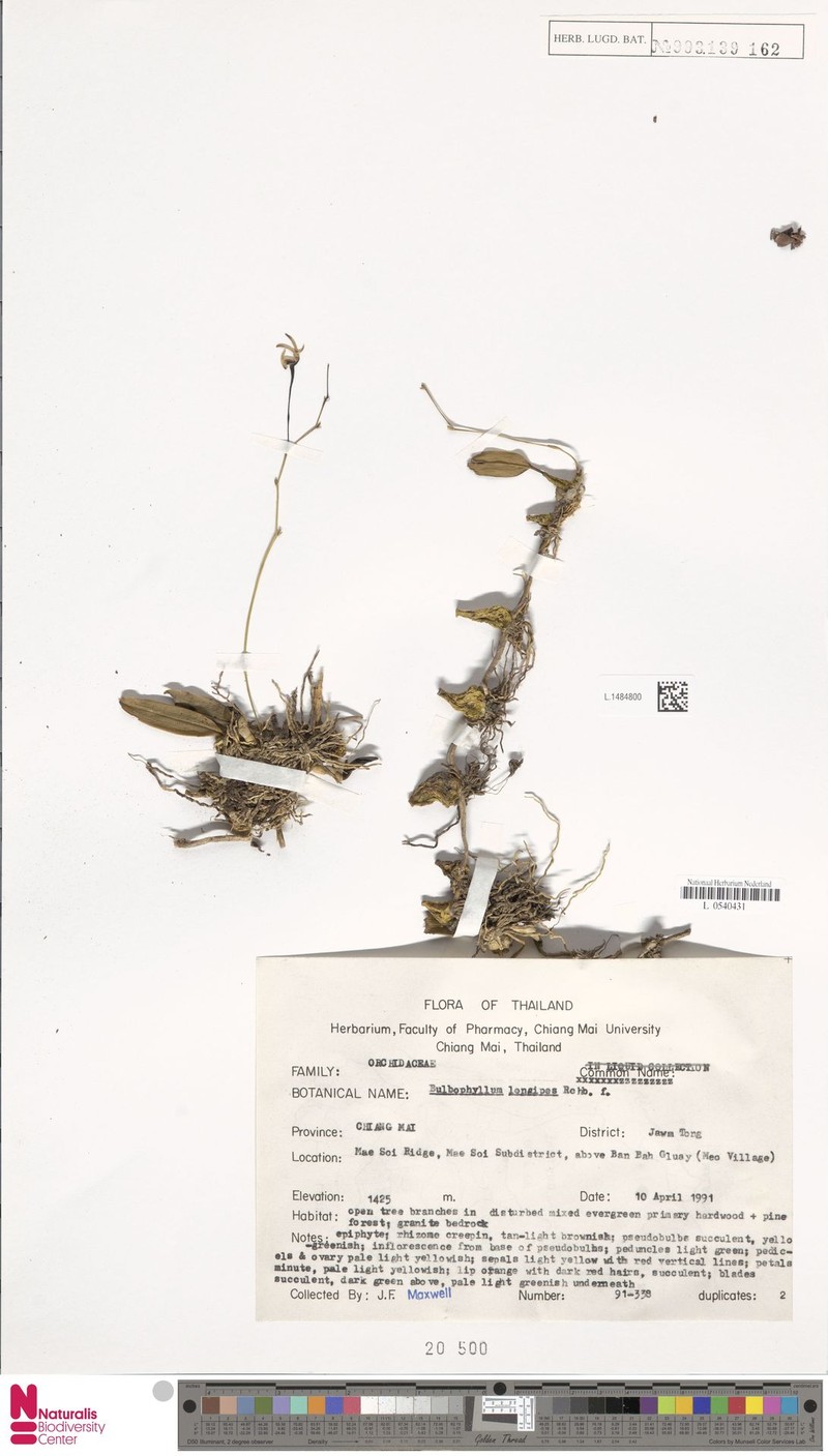 Bulbophyllum longipes photo 7