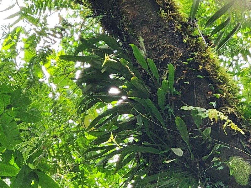 Bulbophyllum longiscapum photo 2