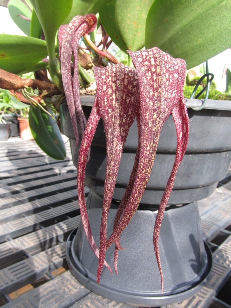 Bulbophyllum longisepalum
