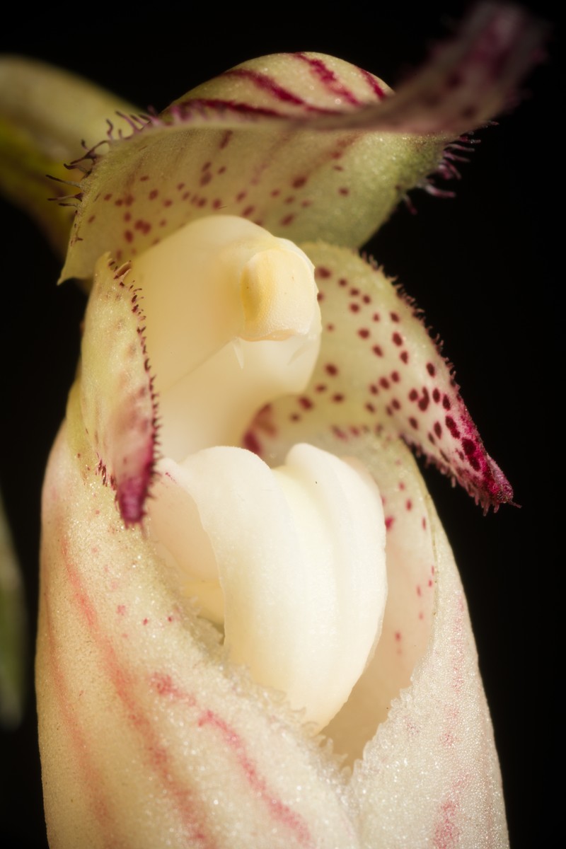 Bulbophyllum longissimum