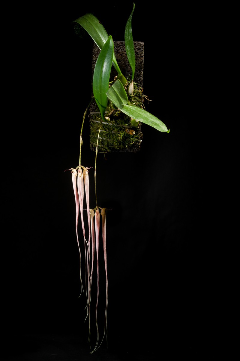 Bulbophyllum longissimum photo 2