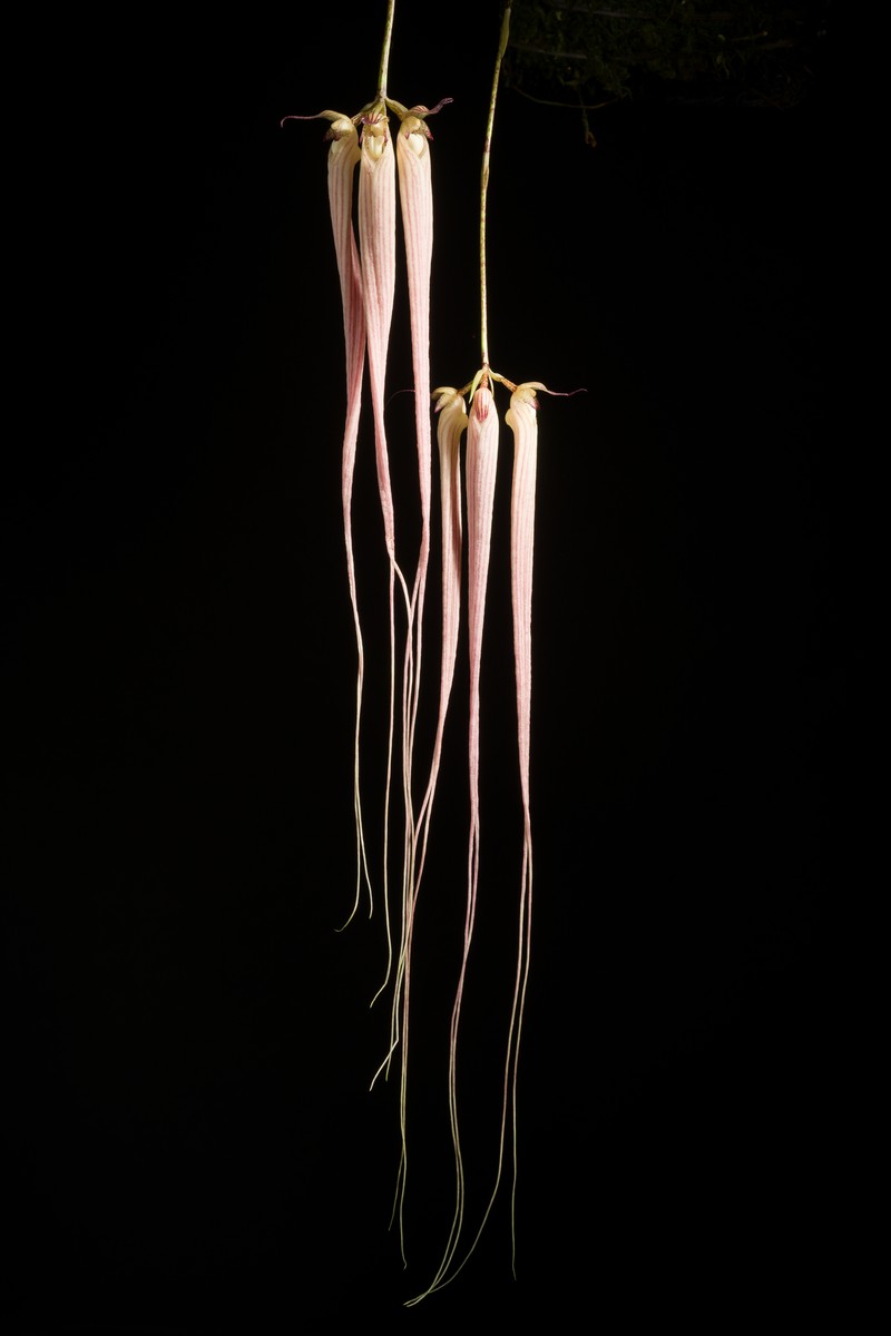 Bulbophyllum longissimum photo 3
