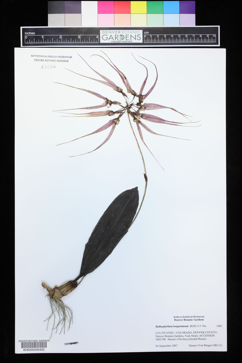 Bulbophyllum longissimum photo 4