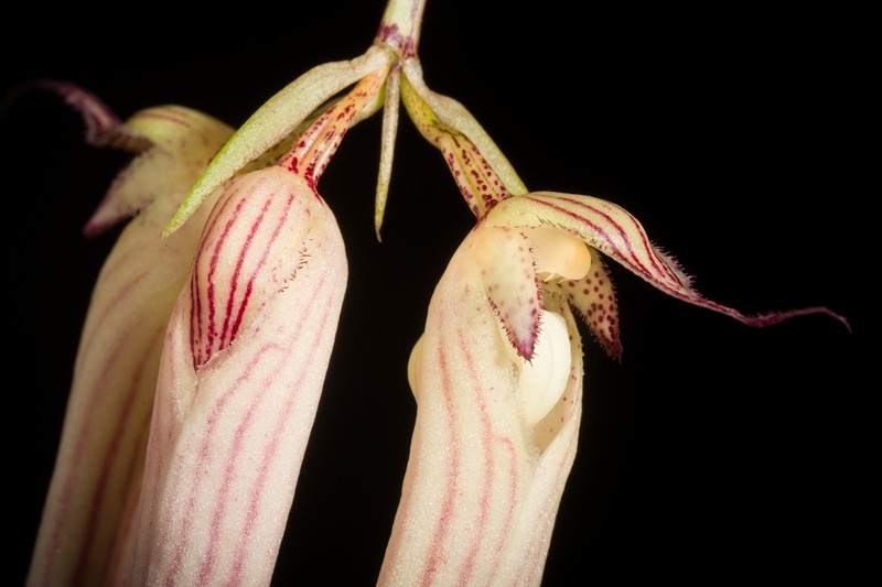 Bulbophyllum longissimum photo 5