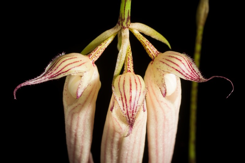 Bulbophyllum longissimum photo 6