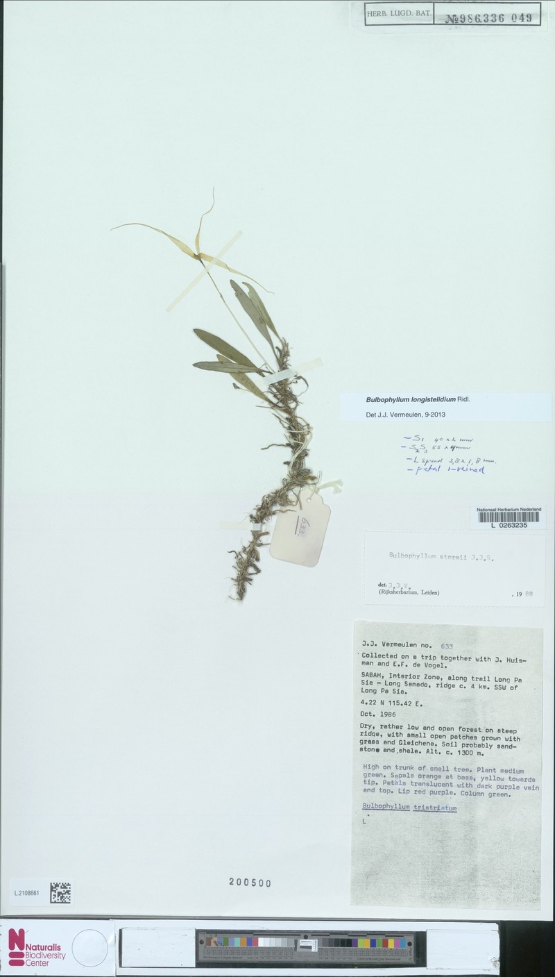 Bulbophyllum longistelidium