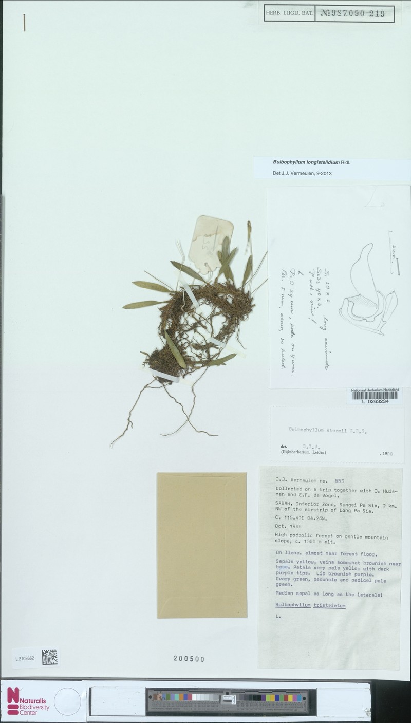 Bulbophyllum longistelidium photo 2