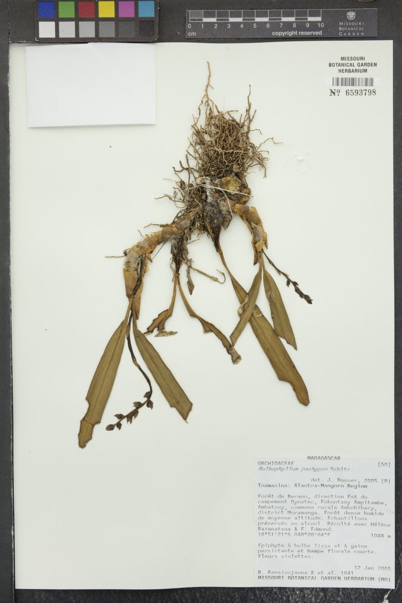 Bulbophyllum longivaginans