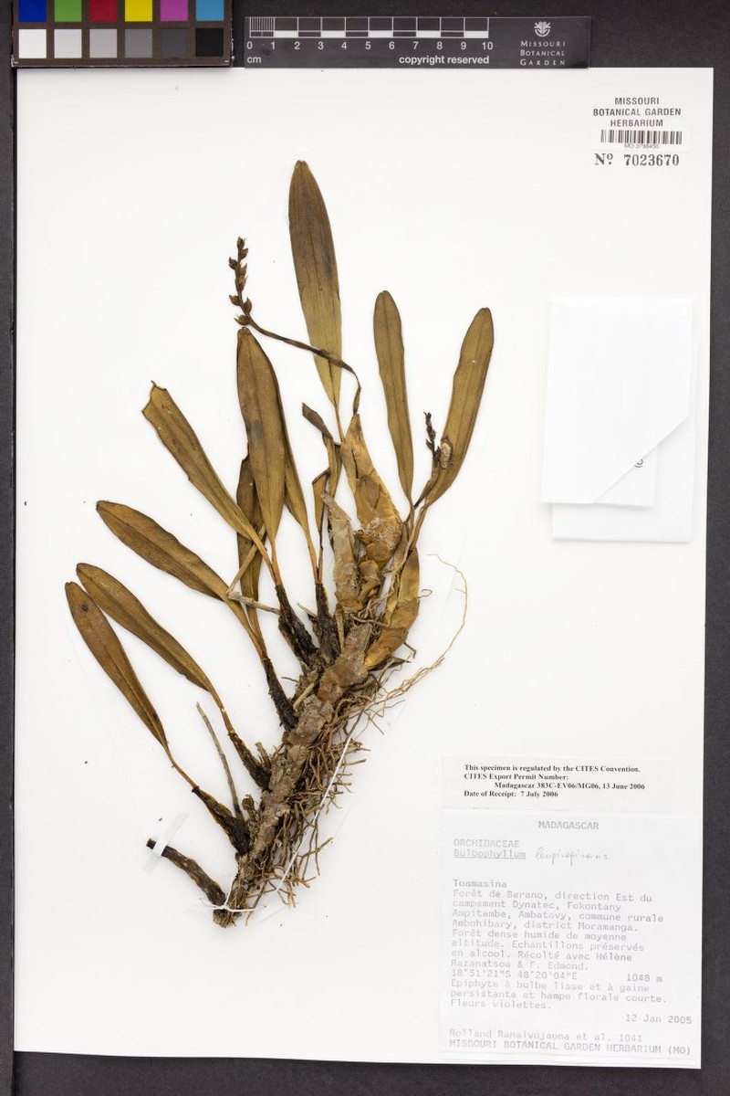Bulbophyllum longivaginans photo 2