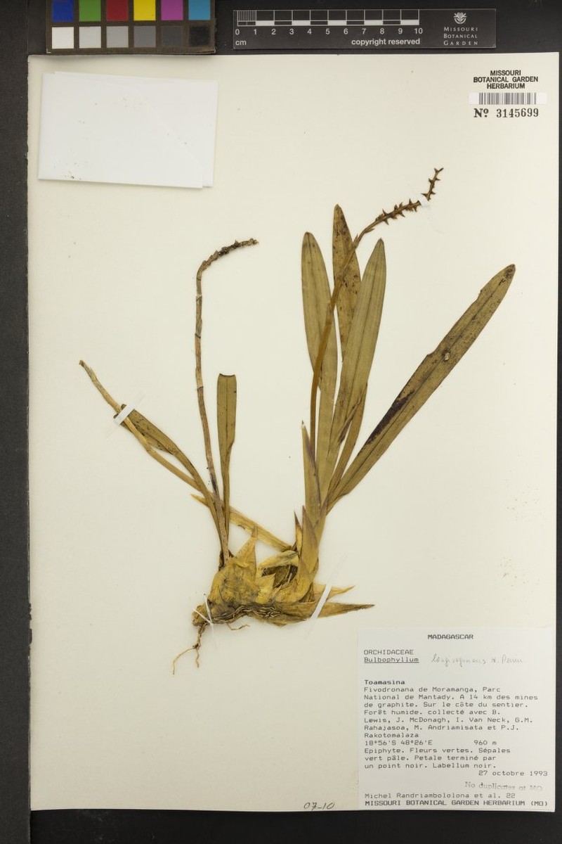 Bulbophyllum longivaginans photo 3