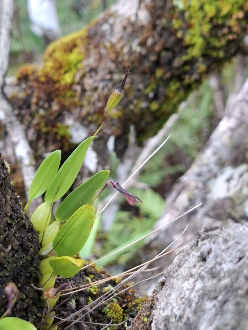 Bulbophyllum lophoglottis