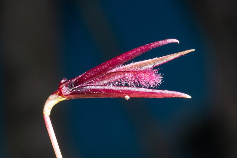 Bulbophyllum lophoglottis photo 2
