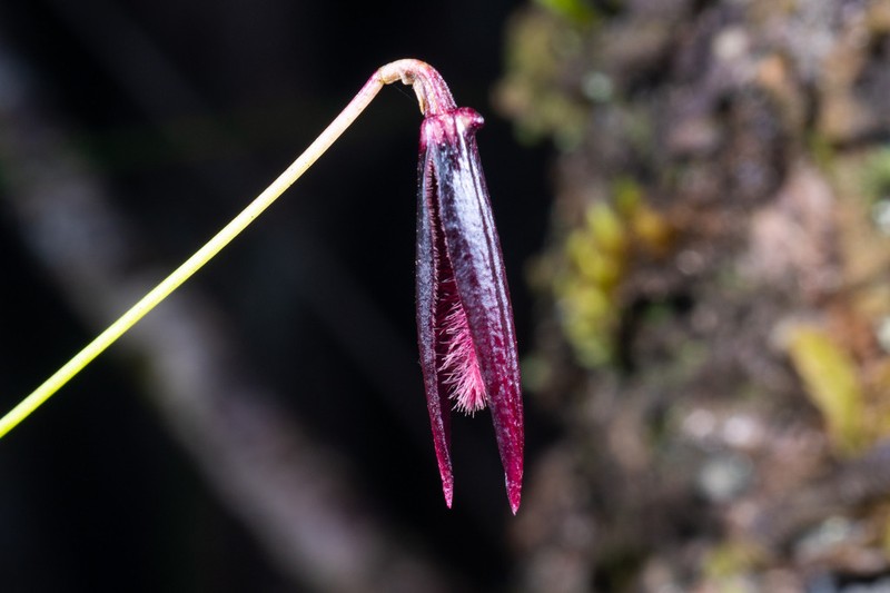 Bulbophyllum lophoglottis photo 3
