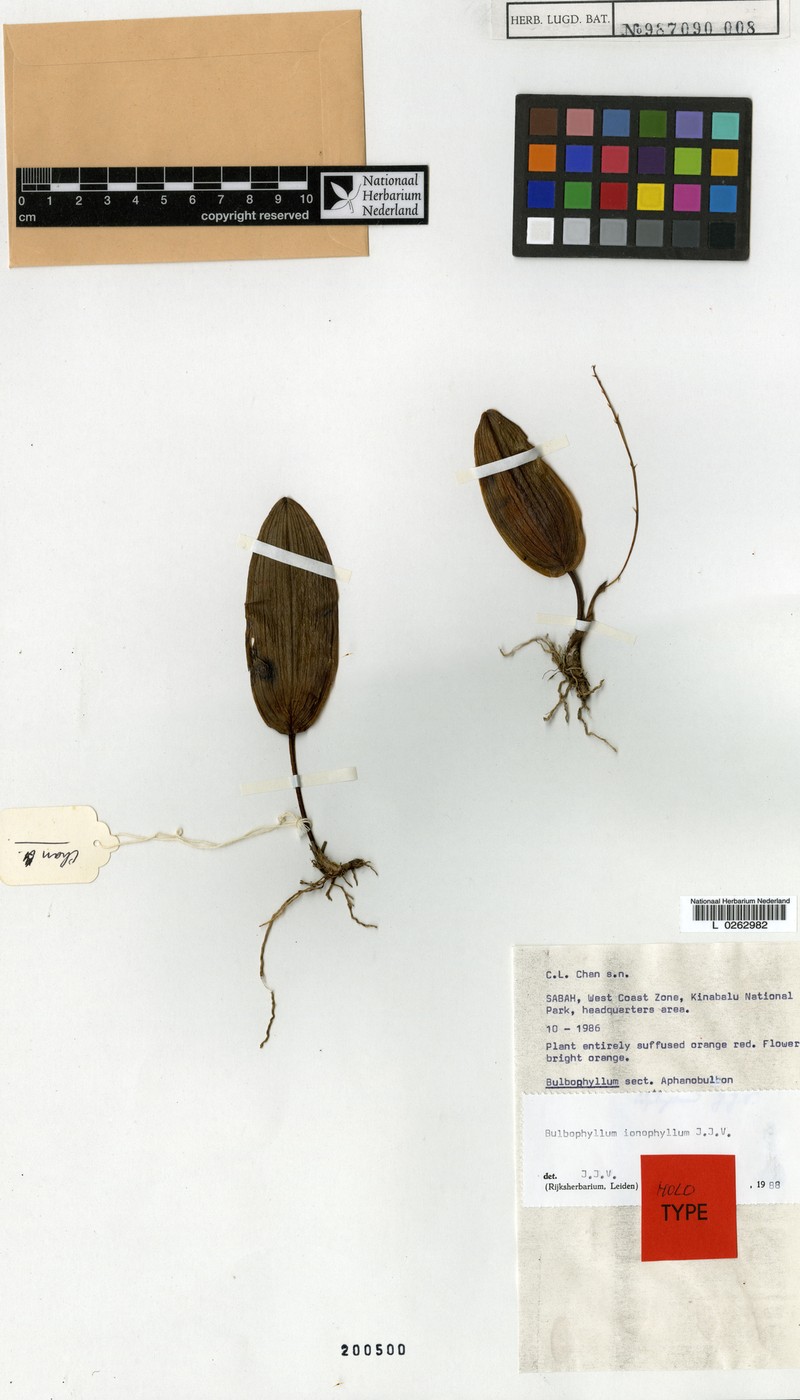 Bulbophyllum loxophyllum