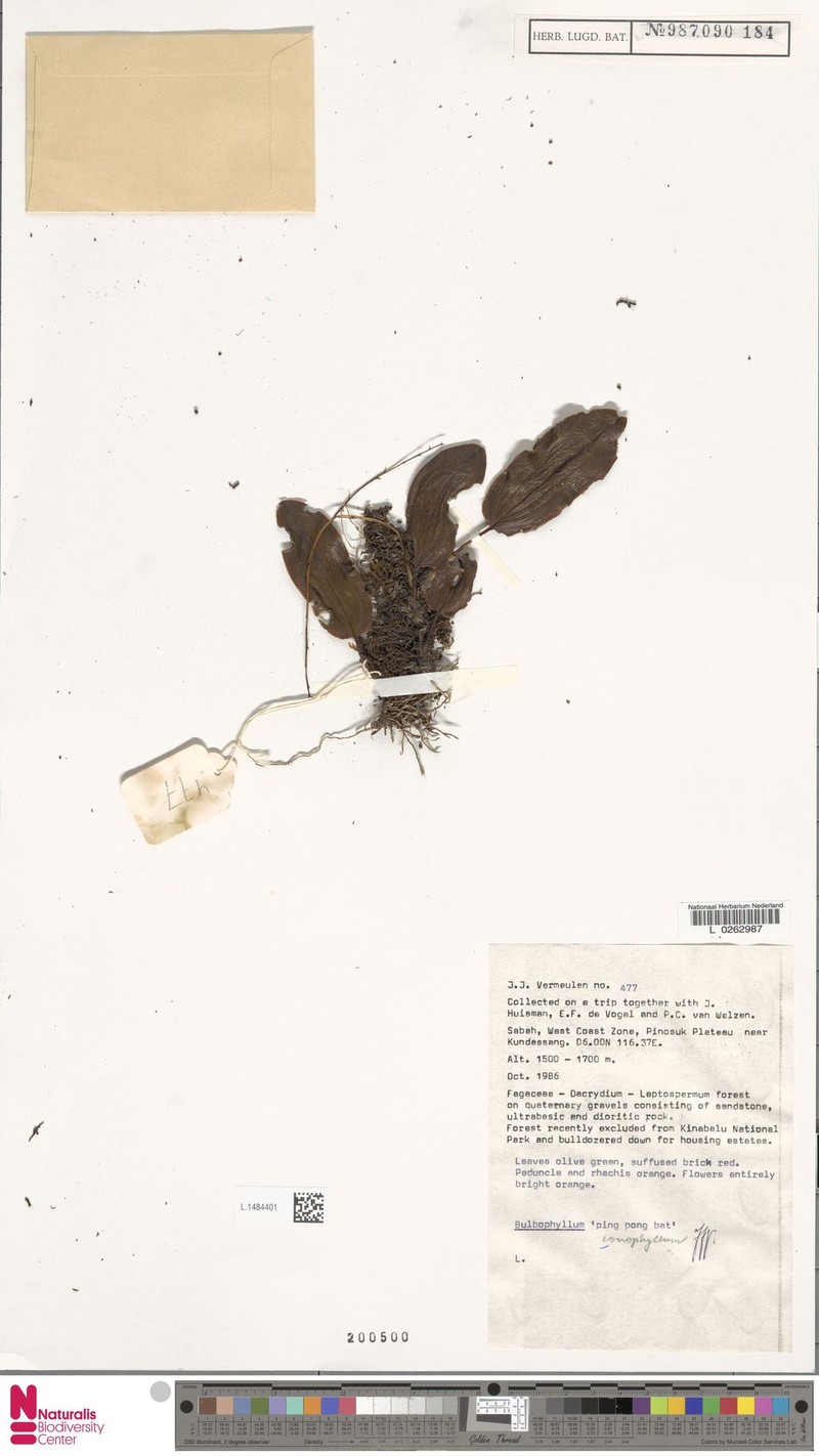 Bulbophyllum loxophyllum photo 2