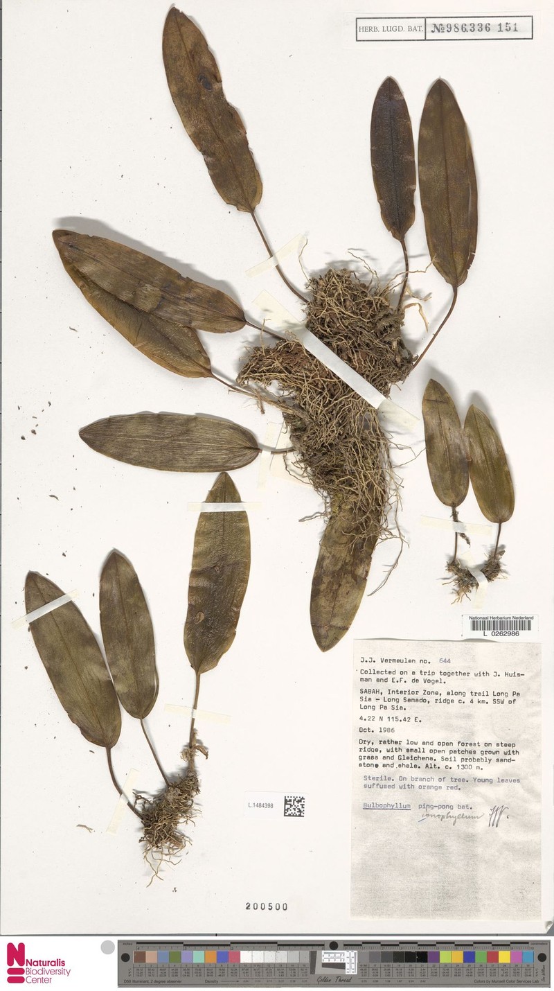 Bulbophyllum loxophyllum photo 3