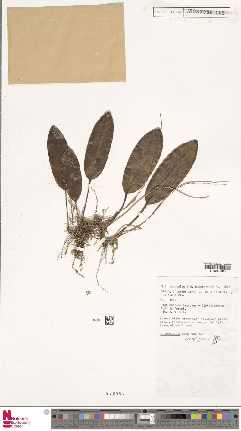 Bulbophyllum loxophyllum photo 4