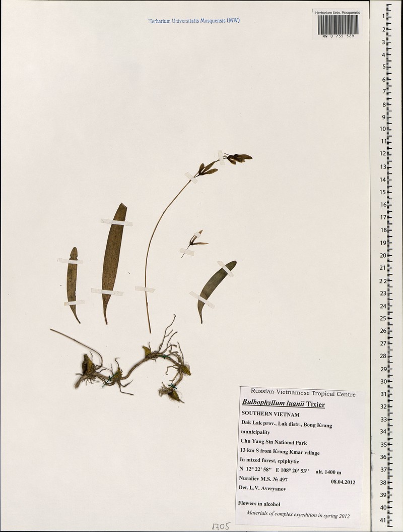 Bulbophyllum luanii