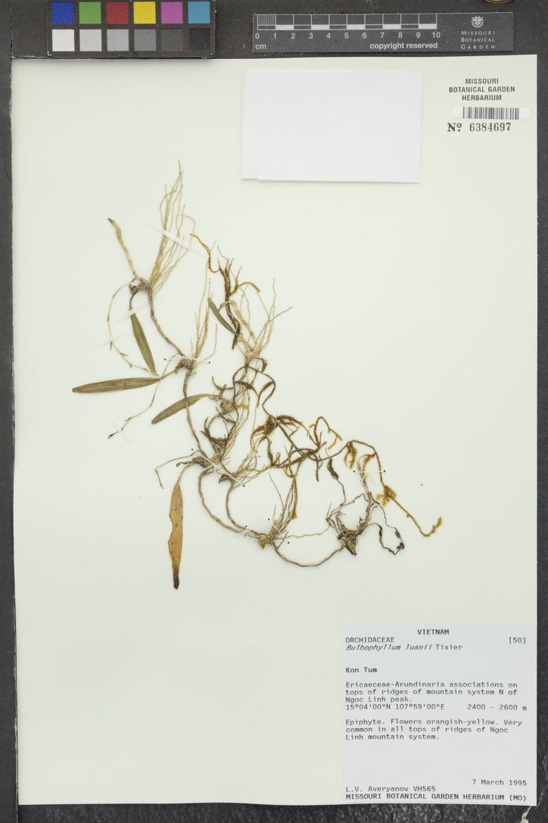 Bulbophyllum luanii photo 2