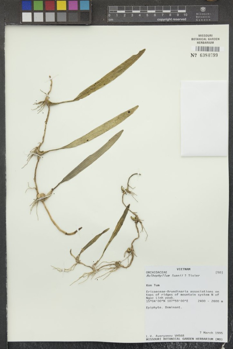 Bulbophyllum luanii photo 3