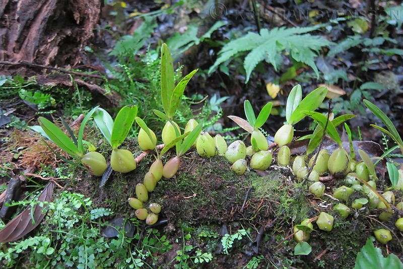 Bulbophyllum luciphilum
