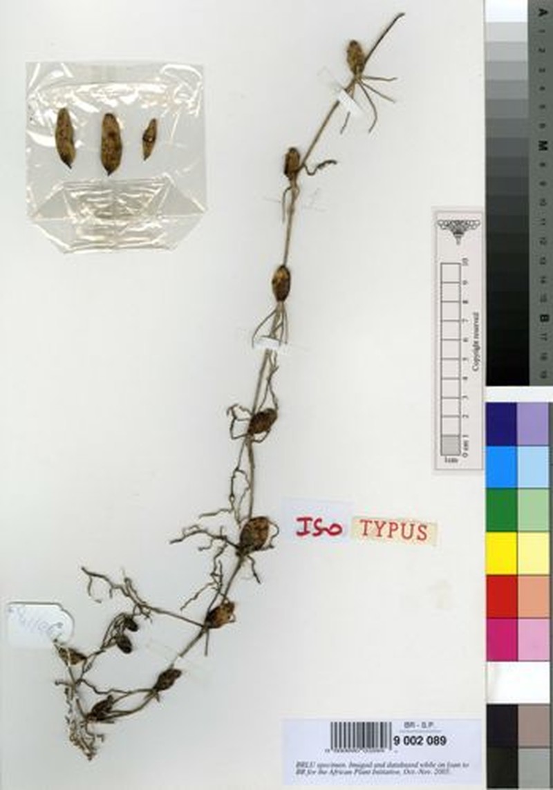 Bulbophyllum luciphilum photo 2