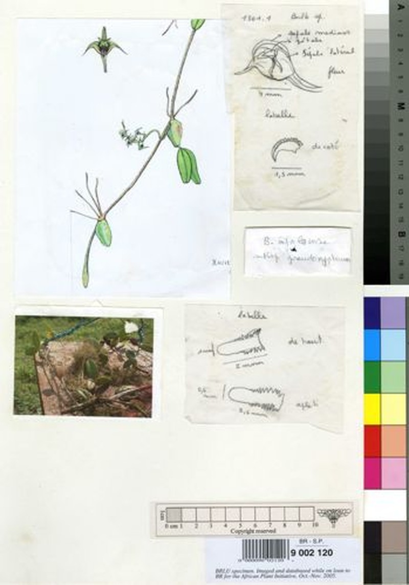 Bulbophyllum luciphilum photo 3