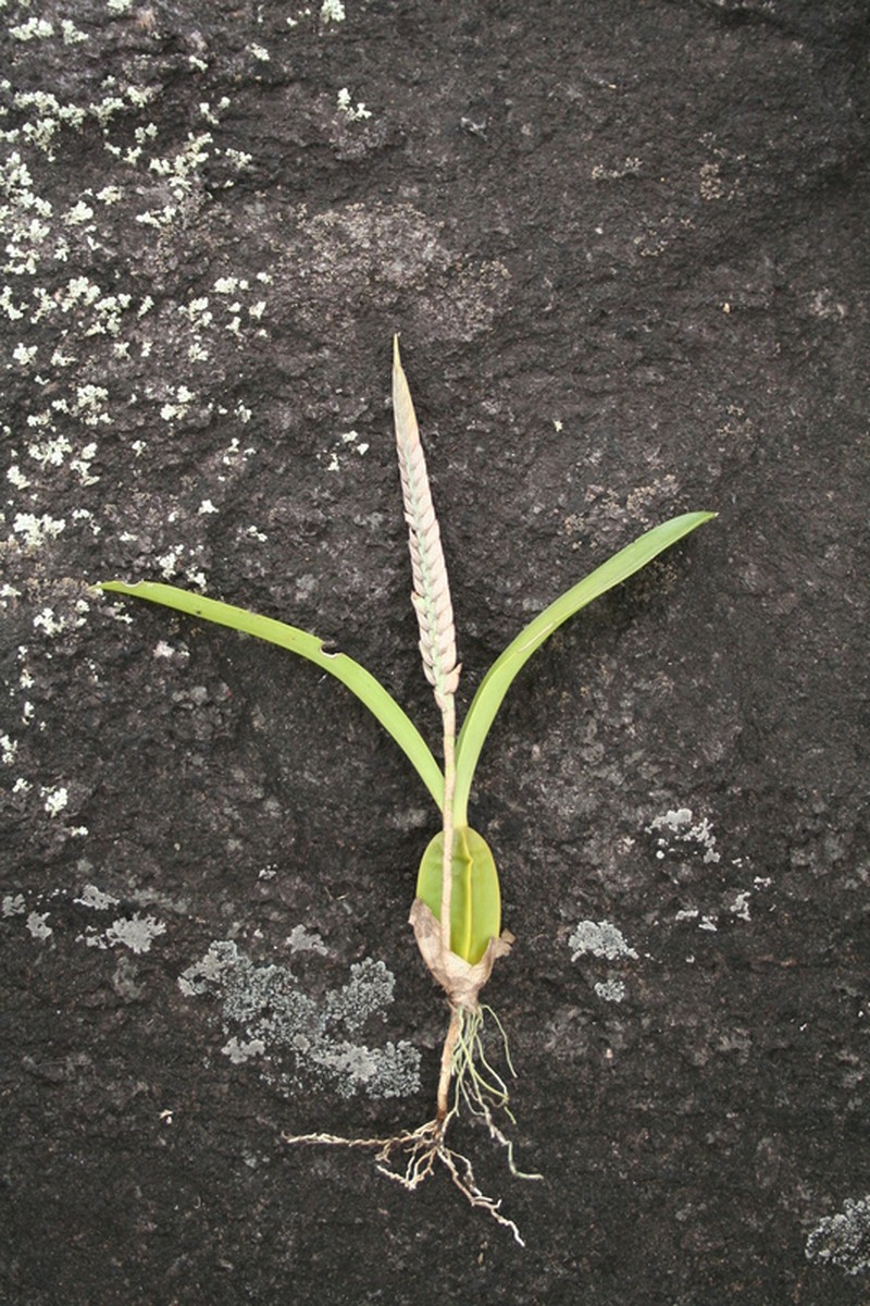 Bulbophyllum lupulinum