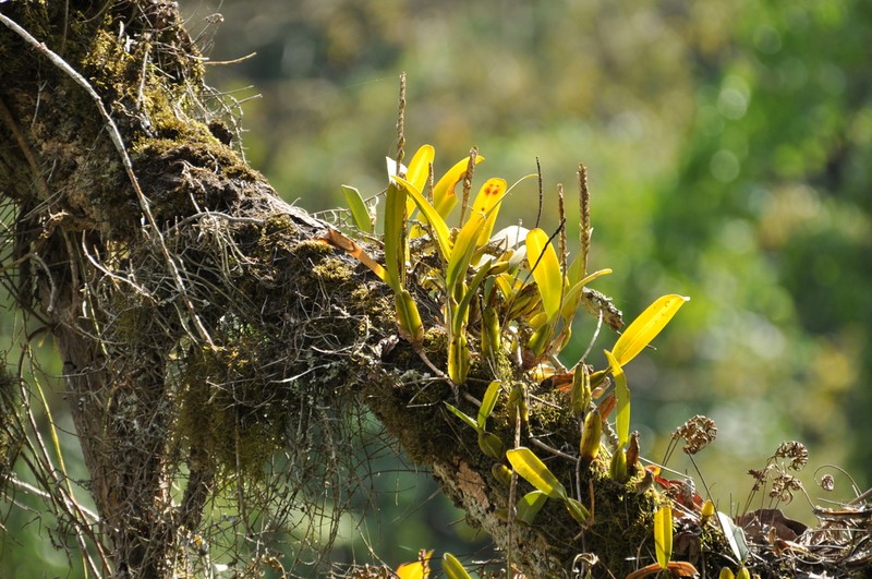 Bulbophyllum lupulinum photo 2