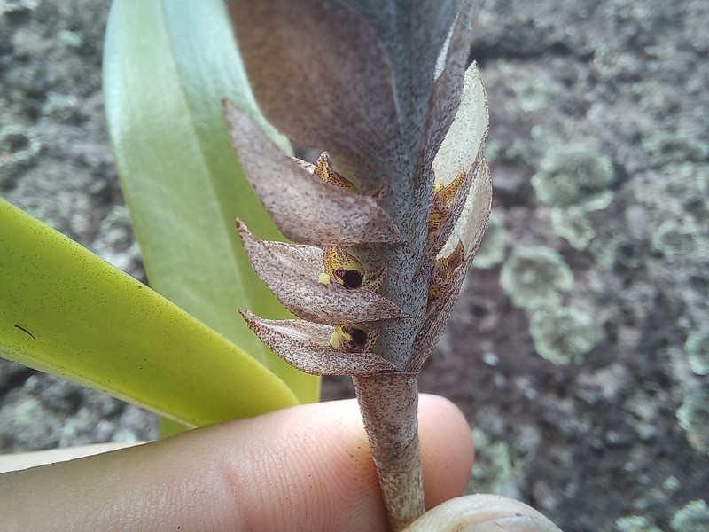 Bulbophyllum lupulinum photo 4