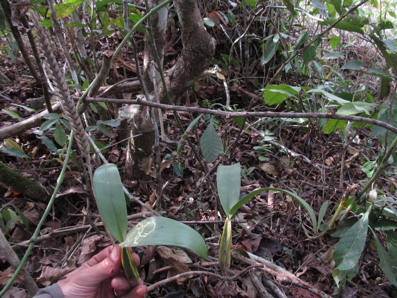 Bulbophyllum lupulinum photo 6