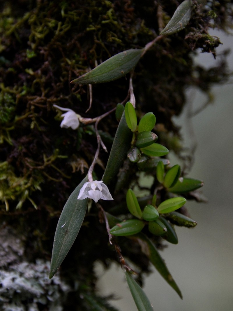 Bulbophyllum lygeron photo 3