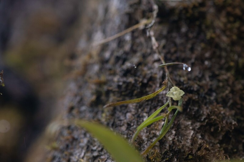 Bulbophyllum lygeron photo 4