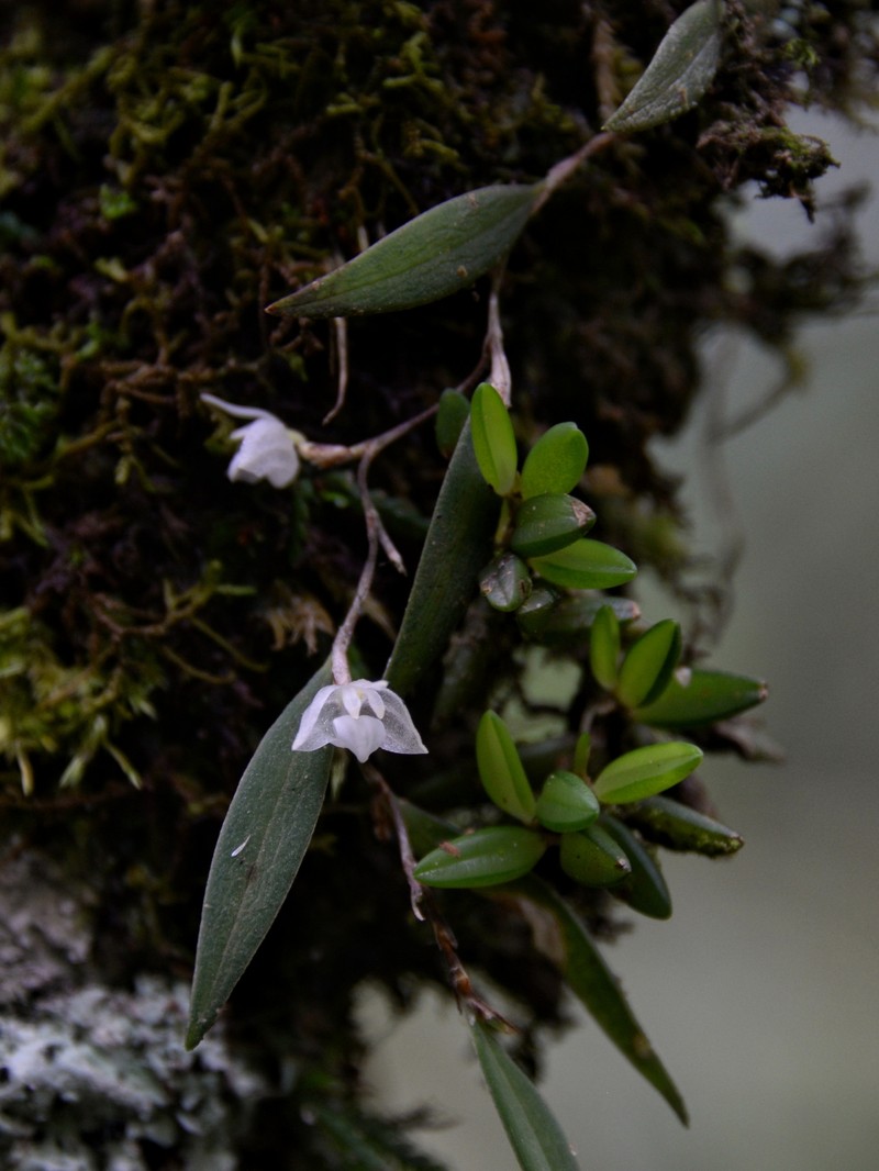 Bulbophyllum lygeron photo 5