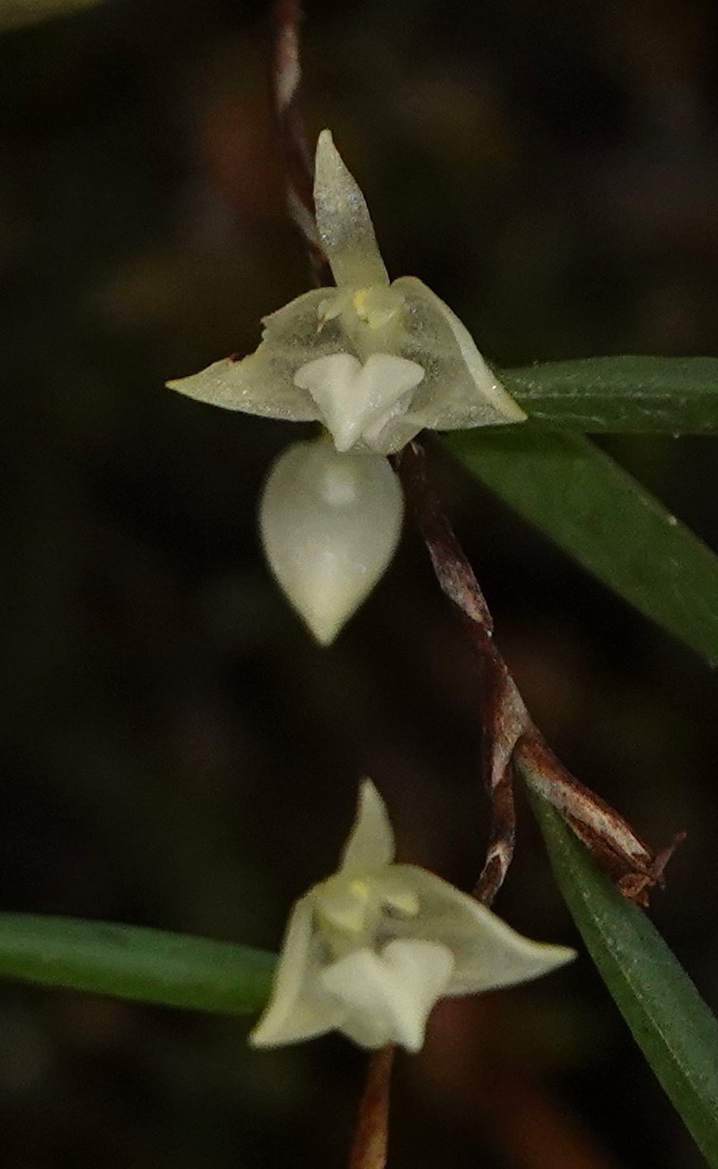 Bulbophyllum lygeron photo 6