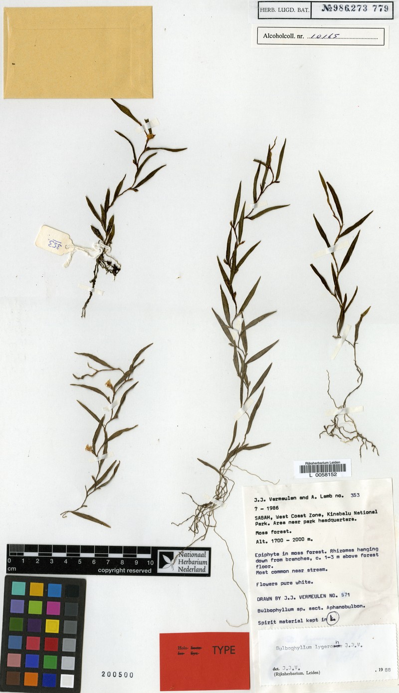 Bulbophyllum lygeron photo 8