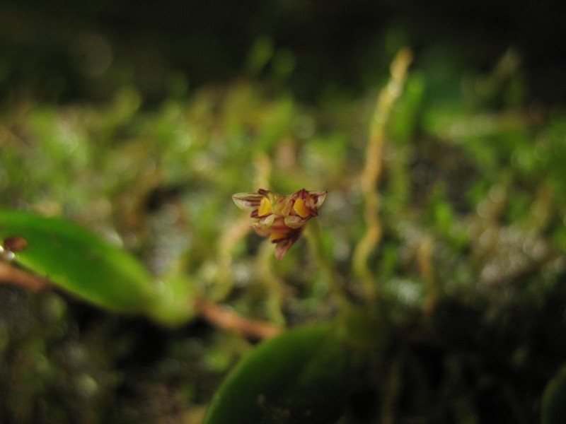 Bulbophyllum lyperocephalum