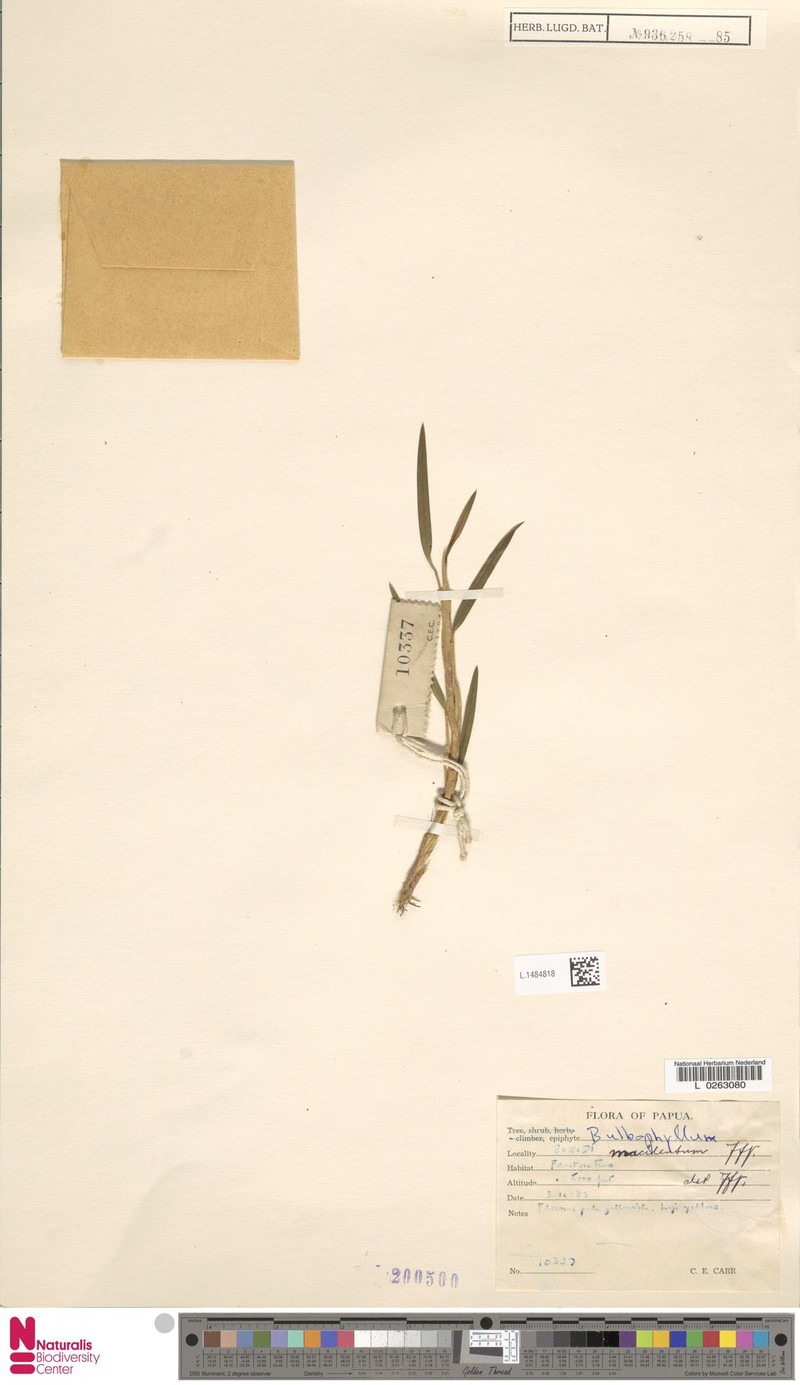 Bulbophyllum macilentum