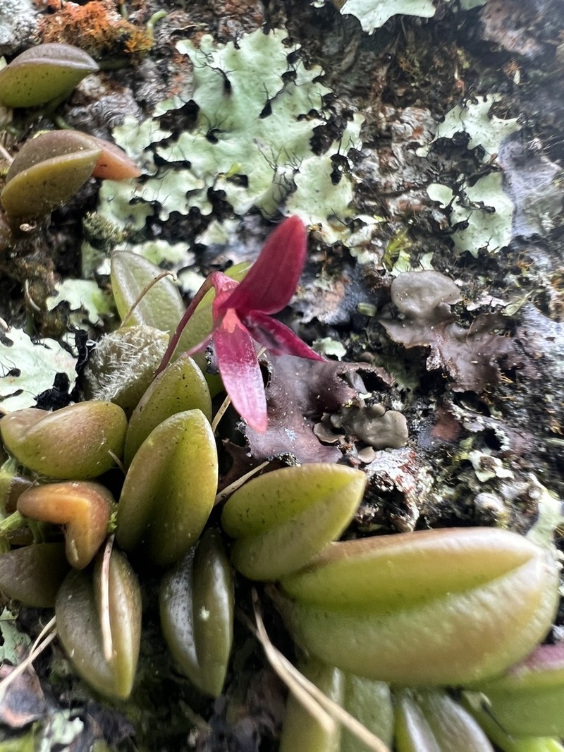 Bulbophyllum macphersonii