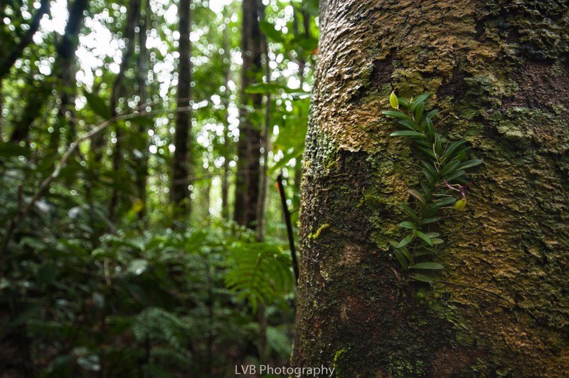 Bulbophyllum macphersonii photo 2