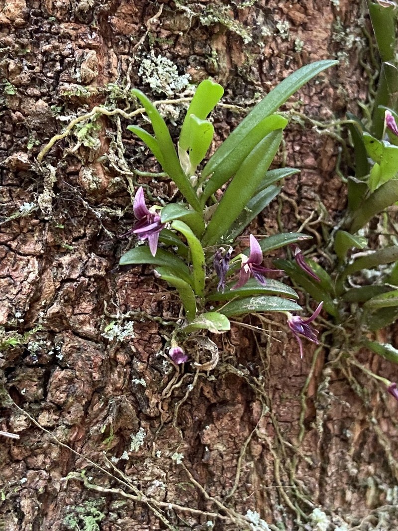 Bulbophyllum macphersonii photo 3
