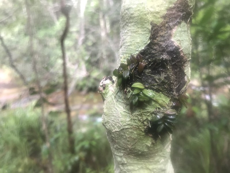 Bulbophyllum macphersonii photo 4