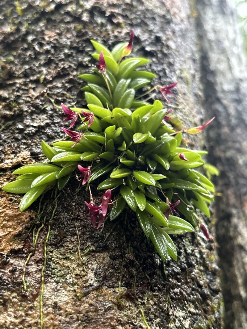 Bulbophyllum macphersonii photo 5