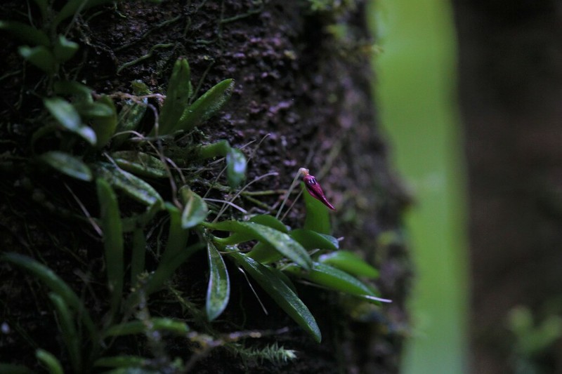 Bulbophyllum macphersonii photo 6